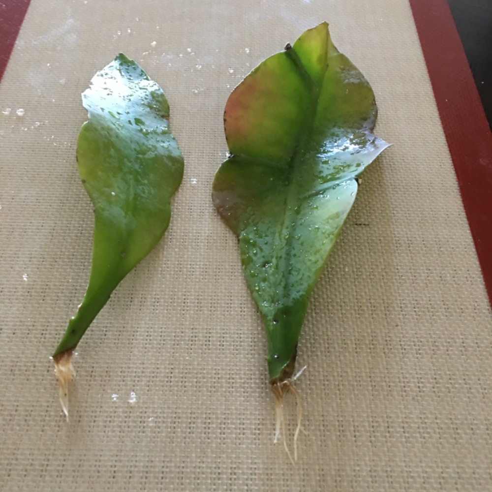 Large Flowers Night Blooming Orchid Cactus - 2 rooted leaves (Sweet Fragrance) - Picture 4 of 6